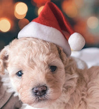 Christmas Pet Santa Hat