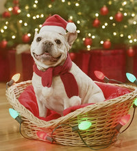 Christmas Pet Santa Hat